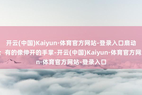 开云(中国)Kaiyun·体育官方网站-登录入口扇动着秋的微风；有的像伸开的手掌-开云(中国)Kaiyun·体育官方网站-登录入口